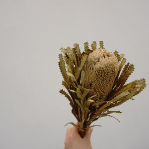 Dried flower dried flower materials,bankwood,preserved flower and plants