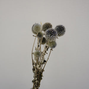 Echinopslatifolius，preserved flower