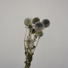 Echinopslatifolius，preserved flower