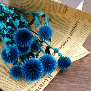 Echinopslatifolius，preserved flower