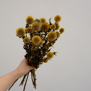 Echinopslatifolius，preserved flower