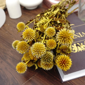 Echinopslatifolius，preserved flower