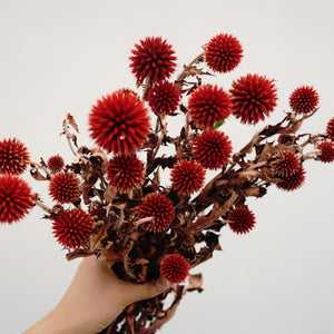 Echinopslatifolius，preserved flower