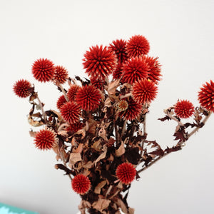 Echinopslatifolius，preserved flower