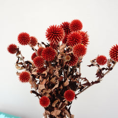 Echinopslatifolius，preserved flower