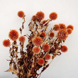 Echinopslatifolius，preserved flower