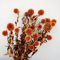 Echinopslatifolius，preserved flower