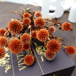 Echinopslatifolius，preserved flower