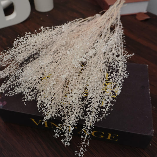 Thlaspi arvense ，Preserved flower