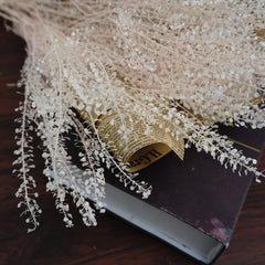 Thlaspi arvense ，Preserved flower