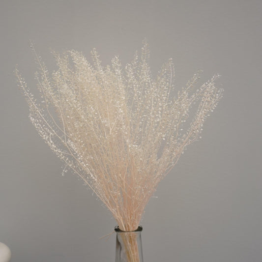 Thlaspi arvense ，Preserved flower