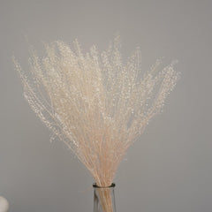 Thlaspi arvense ，Preserved flower