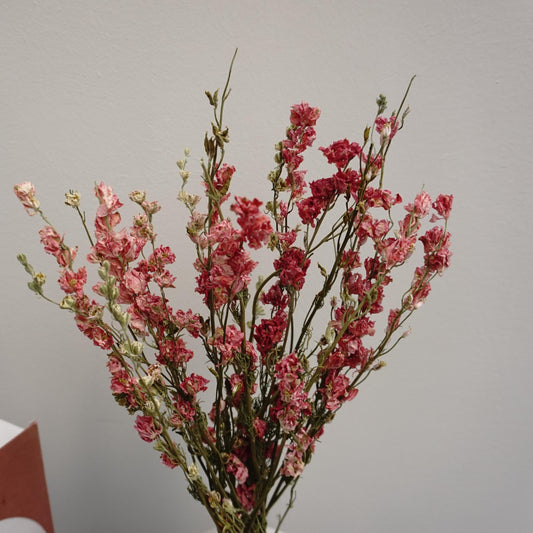 Delphinium consolida