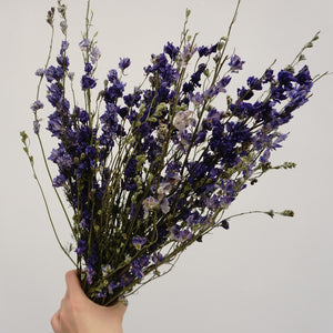 Delphinium consolida