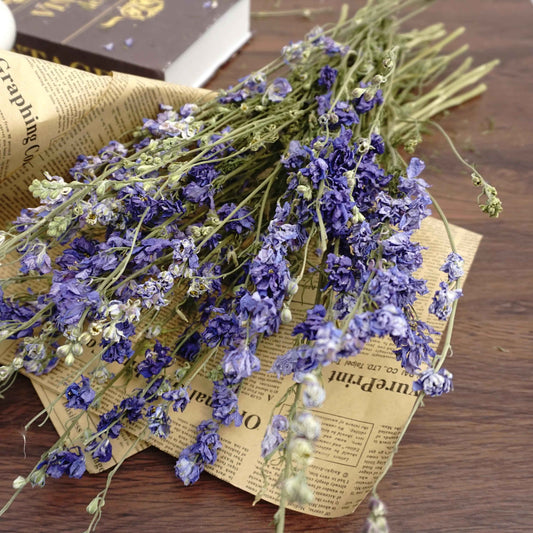 Delphinium consolida