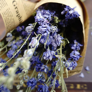Delphinium consolida