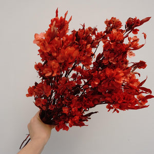 Dodonaea viscosa ，dried flower, materials, red color,home decor