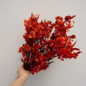 Dodonaea viscosa ，dried flower, materials, red color,home decor