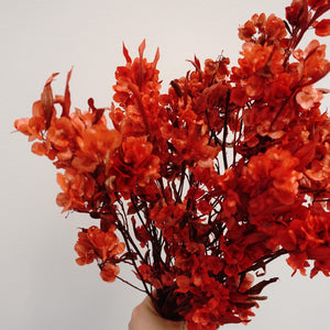 Dodonaea viscosa ，dried flower, materials, red color,home decor