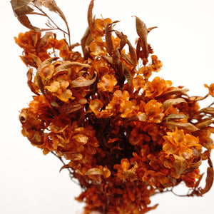 Dodonaea viscosa ，dried flower, materials, red color,home decor