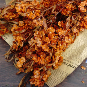 Dodonaea viscosa ，dried flower, materials, red color,home decor
