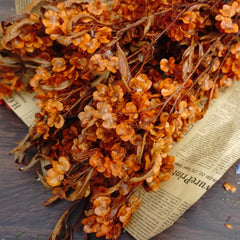 Dodonaea viscosa ，dried flower, materials, red color,home decor