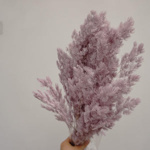 Penglaiping,preserved Asparagus retrofractus