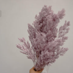 Penglaiping,preserved Asparagus retrofractus