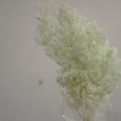 Penglaiping,preserved Asparagus retrofractus