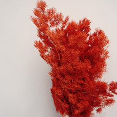 Penglaiping,preserved Asparagus retrofractus