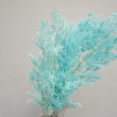 Penglaiping,preserved Asparagus retrofractus