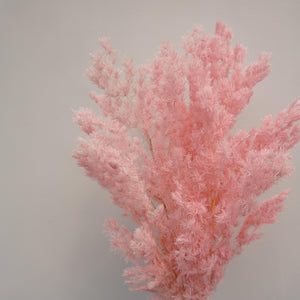 Penglaiping,preserved Asparagus retrofractus