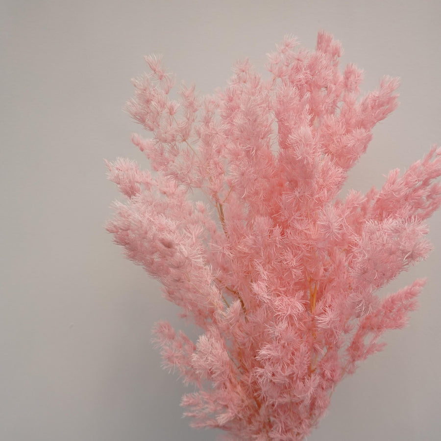Penglaiping,preserved Asparagus retrofractus