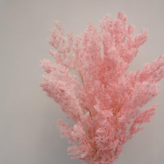 Penglaiping,preserved Asparagus retrofractus