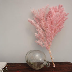 Penglaiping,preserved Asparagus retrofractus