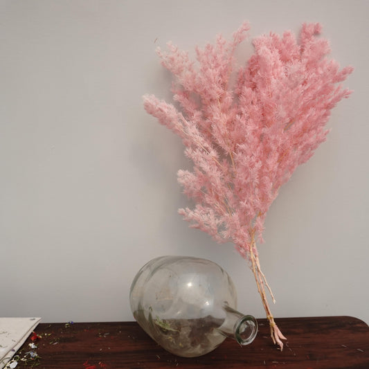 Penglaiping,preserved Asparagus retrofractus