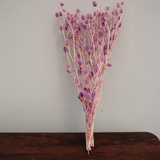 Loves fruits ,preserved flower