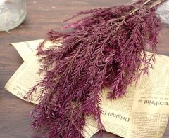 Melaleuca bracteata，preserved flower