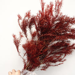 Melaleuca bracteata，preserved flower