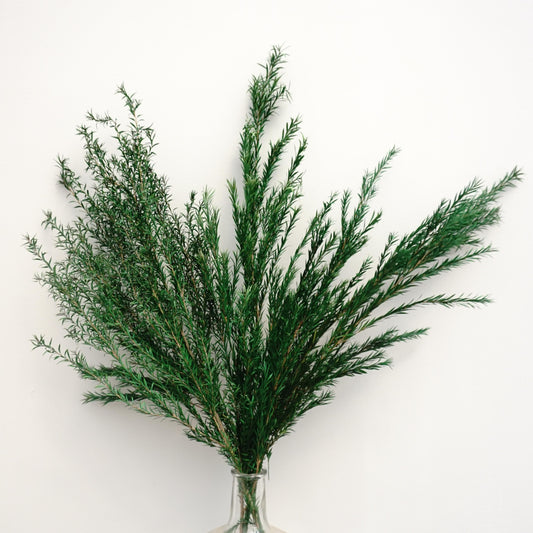 Melaleuca bracteata，preserved flower