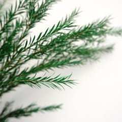 Melaleuca bracteata，preserved flower