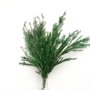 Melaleuca bracteata，preserved flower