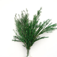 Melaleuca bracteata，preserved flower