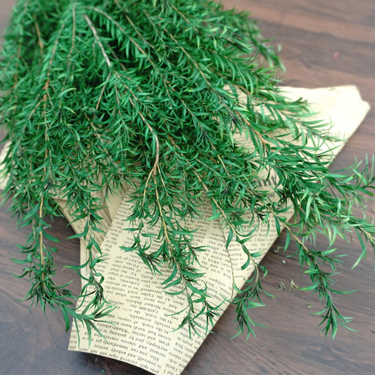 Melaleuca bracteata，preserved flower