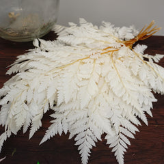 Preserved flwoer ,preserved fren leaves,preserved flower materials