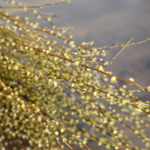 Dried flower,preserved flower,flower materials,home decor,wedding decor
