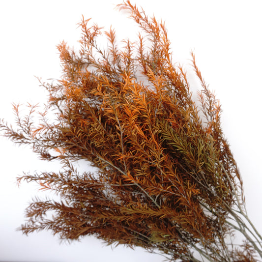 Melaleuca bracteata F. Muell，preserved flower，burnt orange flower