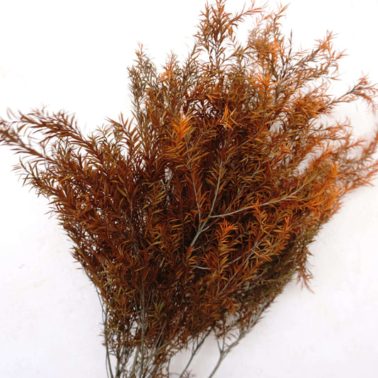 Melaleuca bracteata F. Muell，preserved flower，burnt orange flower