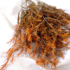 Melaleuca bracteata F. Muell，preserved flower，burnt orange flower