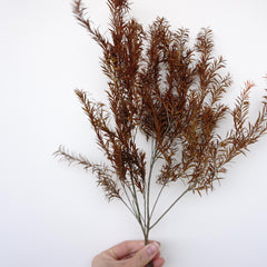 Melaleuca bracteata F. Muell，preserved flower，burnt orange flower